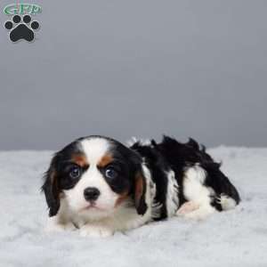 Newton, Cavalier King Charles Spaniel Puppy